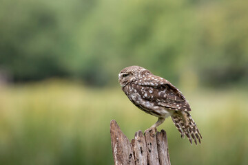 The little owl (Athene noctua)  sitting on the perch