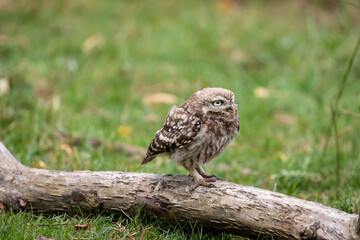 The little owl (Athene noctua)  sitting on the perch