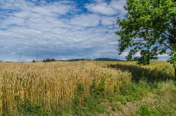 Wheat field and blue sky