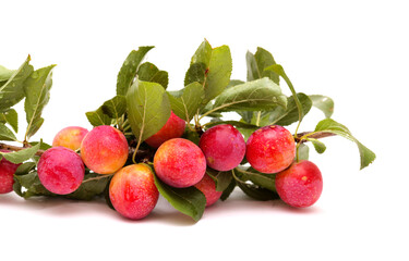 Small cherry plums, isolated on white background