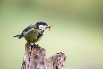 Great tit, Parus major, sitting ion the perch