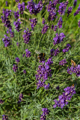 Bumblebee in flowers of lavender