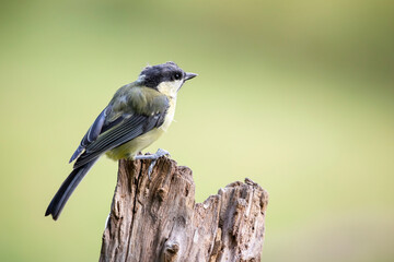 Great tit, Parus major, sitting ion the perch