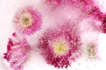 Chinese aster flowers frozen within a block of ice