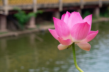 One pink water lily is blooming in a pond