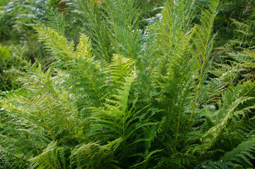 Green beautiful fresh background with ferns
