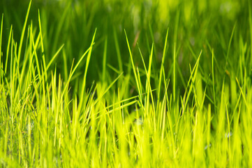 green grass background