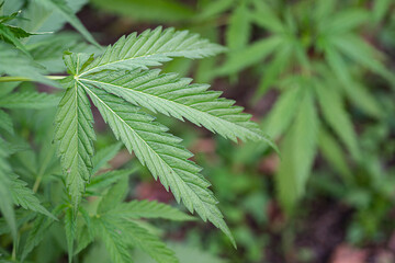 lose-up of cannabis plant growing at outdoor marijuana farm