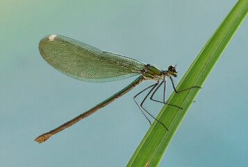 Beautiful dragonfly Calopteryx splendens on a blade of grass near the river