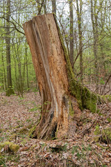 An old tree stump after a felled tree.