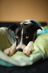 black and white border collie portrait laying in a bed