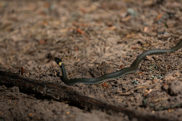 Grass snake on forest land