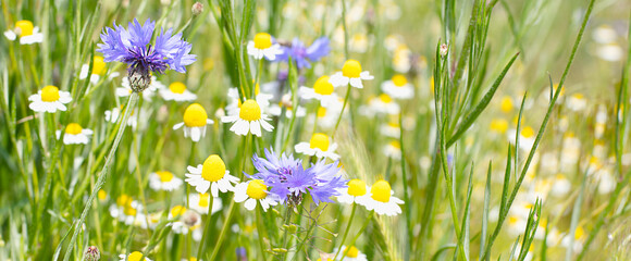 Wildflowers in the meadow. Purple cornflowers and camomiles .  Natural flower background.