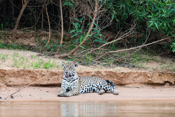 Jaguar (Panthera onca) on a riverbank, Cuiaba river, Pantanal, Mato Grosso, Brazil