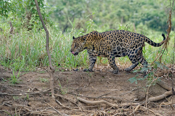 Jaguar (Panthera onca), Cuiaba river, Pantanal, Mato Grosso, Brazil