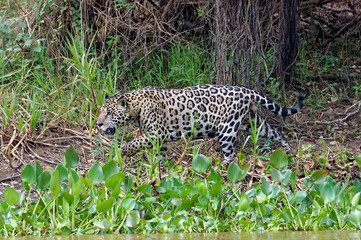 Jaguar (Panthera onca), Cuiaba river, Pantanal, Mato Grosso, Brazil