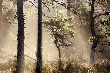 Young pine tree at marsh in Southern Finland. Summer morning, mist in the air. 