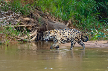 Jaguar (Panthera onca) in the water, Cuiaba river, Pantanal, Mato Grosso, Brazil
