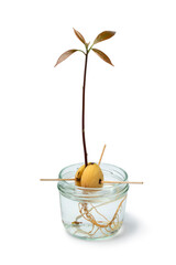  Avocado seedling in water