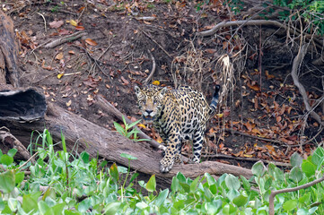 Fototapeta na wymiar Jaguar (Panthera onca) along the Cuiaba river, Pantanal, Mato Grosso, Brazil
