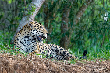 Jaguar (Panthera onca) lying on a river bank, Cuiaba river, Pantanal, Mato Grosso, Brazil