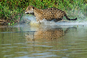 Obraz na płótnie Canvas Male Jaguar (Panthera onca) running and chasing, Cuiaba river, Pantanal, Mato Grosso, Brazil