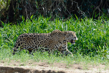 Male Jaguar (Panthera onca) stalking, Cuiaba river, Pantanal, Mato Grosso, Brazil