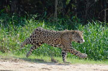 Male Jaguar (Panthera onca) running and chasing, Cuiaba river, Pantanal, Mato Grosso, Brazil
