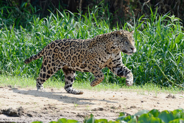 Male Jaguar (Panthera onca) running and chasing, Cuiaba river, Pantanal, Mato Grosso, Brazil