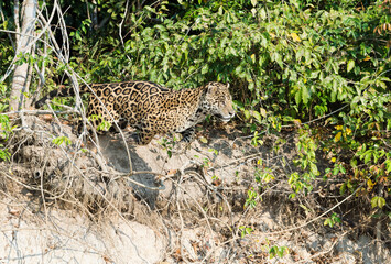 Fototapeta na wymiar Male Jaguar (Panthera onca) jumping from a riverbank into the water, Cuiaba river, Pantanal, Mato Grosso, Brazil