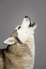 isolated siberian husky dog head profile portrait sitting in a studio against a grey background...