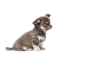 chihuahua puppy dog isolated on white