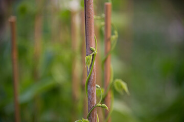 Crop of Green Beans (Phaseolus vulgaris) growing up a bamboo cane