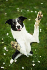 isolated black and white border collie sitting and lifting her paws up in the air in green grass