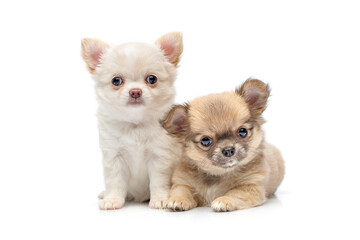 chihuahua puppy dogs isolated on white