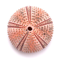 Fauna of Atlantic ocean around Gran Canaria - skeletons of Paracentrotus, sea urchin isolated on white