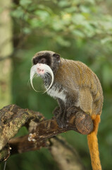 Obraz premium Emperor Tamarin (Saguinus imperator) .Tamarin empereur (Saguinus imperator).Kaiserschnurrbarttamarin (Saguinus imperator).