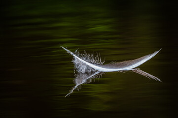 bird feather in water with reflection