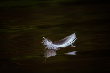 bird feather in water with reflection