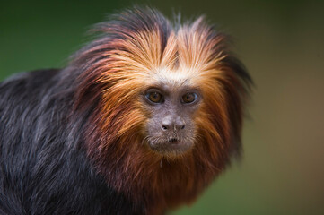 Fototapeta premium Golden-headed Lion Tamarin (Leontopithecus chrysomelas), Endangered (IUCN 2009), Endemic to Brazil.