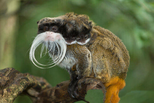 Emperor Tamarin (Saguinus imperator) with two young on the back.