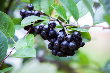Close up of black chokeberry, aronia on the branch, in nature.