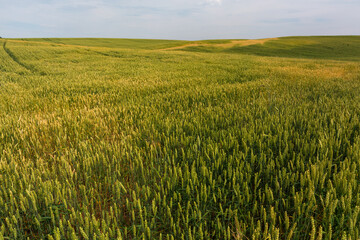 summer landscapes with clouds and fields