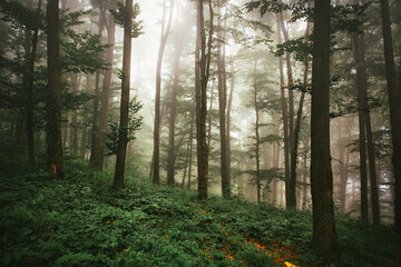 Beautiful green forest scene. Natural beauty.