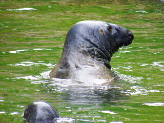 the gray seal in water