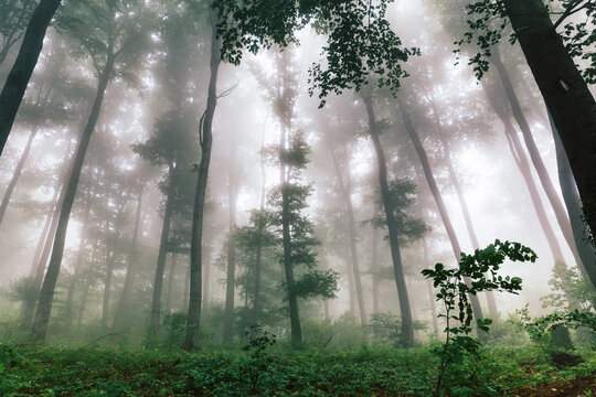 Misty landscape with deciduous green forest. Moody,fantasy forest scene.