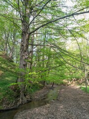 Fototapeta na wymiar small river in the forest in the spring season