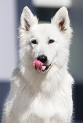 dog licks its lips white swiss shepherd