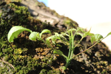 young plant in an old tree, new life 