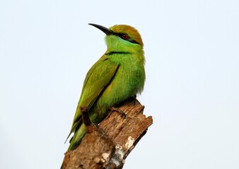 Green bird sitting on a wooden branch. I have taken this image at my home